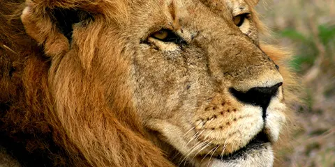 4 Days Tanzania Fly-In Drive-Out Safari to Serengeti & Ngorongoro