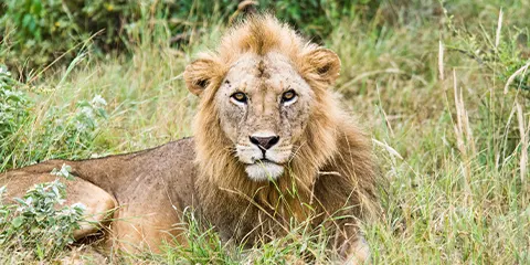 3 Days Tanzania Midrange Fly in Drive out Serengeti Safari with Big Five Watching