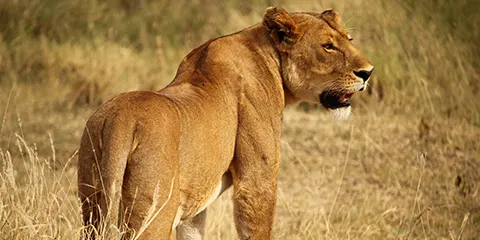 5 Days Serengeti Migration Fly in Private Safari