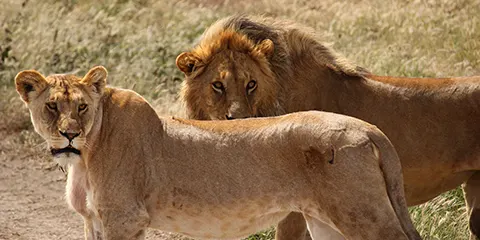 8 Days Private Luxury Tanzania Safari Drive in Drive Out