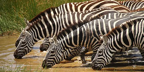 3 Days Tanzania Northern Circuit Safari to Serengeti and Ngorongoro