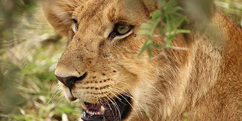 4 Days Tanzania Safari In April to Serengeti & Ngorongoro