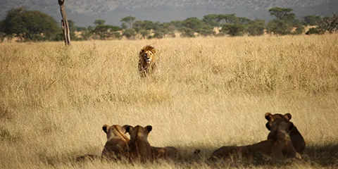 4 Days Tanzania Luxury Students Safari: Lake Manyara, Serengeti & Ngorongoro