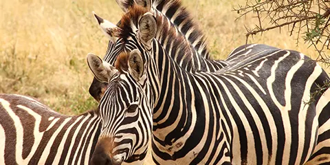 5 Days Tanzania Midrange Ecofriendly Safari to Lake Manyara, Serengeti and Ngorongoro
