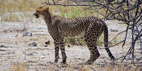 8 Days Serengeti Migration Safari in May