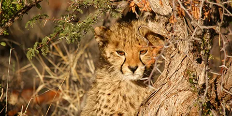 5 Days Midrange Fly in Fly out Tanzania Safari