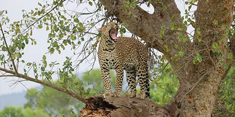 6 Days Serengeti Migration Private Safari Drive Fly