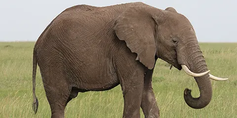 4 Days Tanzania Muslims Safari to Serengeti & Ngorongoro