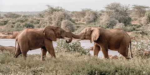 5 Days Tanzania Midrange Open-Vehicle Safari to Lake Manyara, Serengeti and Ngorongoro