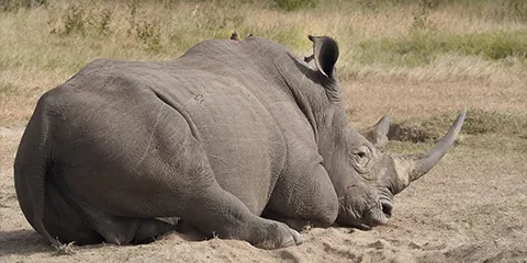 3 Days Luxury Lodges Private Safari from Zanzibar
