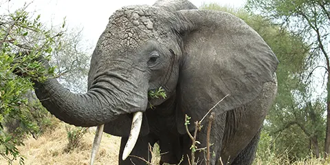 3 Days Tanzania Elders-Friendly Safari to Serengeti Safari