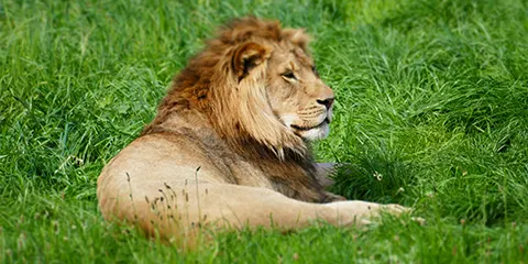 4 Days Tanzania Luxury Safari in April: Lake Manyara, Serengeti & Ngorongoro