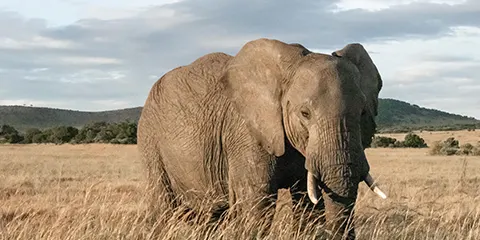 1 Day Tanzania Luxury Corporate Safari – Ngorongoro Crater