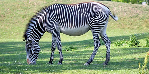 4 Days Tanzania Luxury Safari from Kenya: Lake Manyara, Serengeti and Ngorongoro