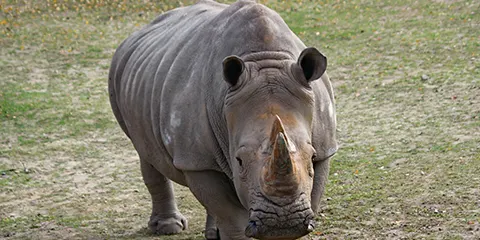 5 Days Tanzania Midrange Family Safari to Lake Manyara, Serengeti and Ngorongoro