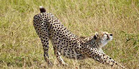 3 Days Tanzania Research Safari to Serengeti and Ngorongoro