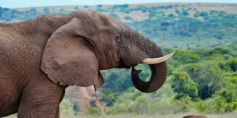 6 Days Tanzania Midrange Lodge Safari