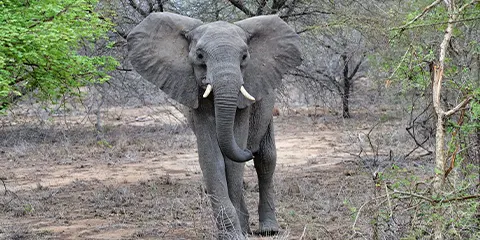 4 Days Tanzania Luxury Safari from Mwanza: Lake Manyara, Serengeti and Ngorongoro
