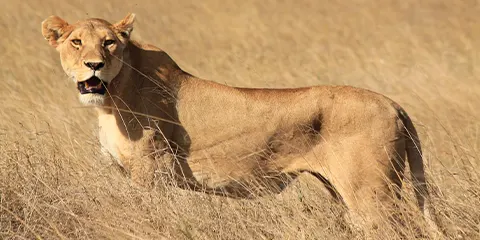1 Day Tanzania Safari in December