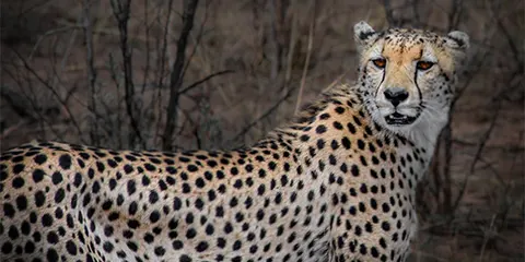 3 Days Tanzania Corporate Safari to Serengeti and Ngorongoro