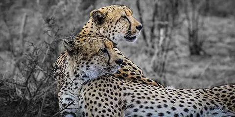 3 Days Tanzania Safari in December to Serengeti Safari