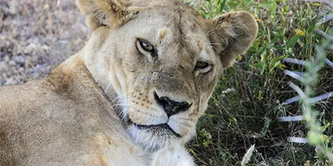3 Days Tanzania Safari in February to Serengeti Safari