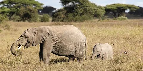 3 Days Tanzania Luxury Students Safari