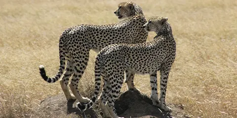 3 Days Tanzania Safari in June to Serengeti Safari