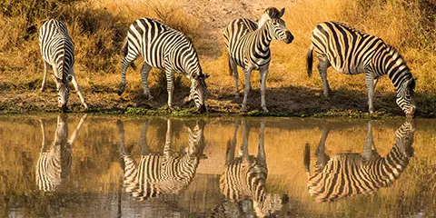 4 Days Tanzania Safari In June to Serengeti & Ngorongoro