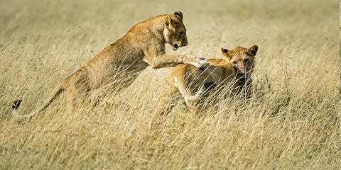 6 Days Tanzania Luxury Fly-in Fly-out Safari: Serengeti and Ngorongoro Highlights