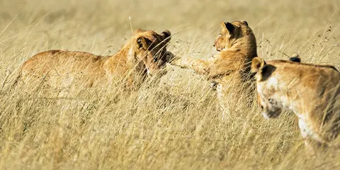 4 Days Tanzania Luxury Students Safari: Tarangire, Serengeti and Ngorongoro