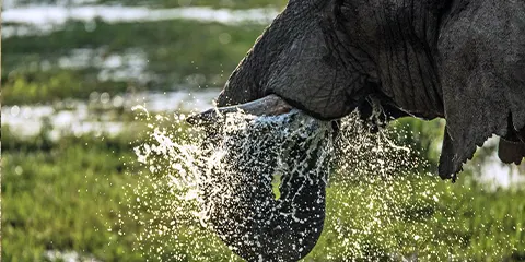 8 Days Private Serengeti Migration Fly out Safari
