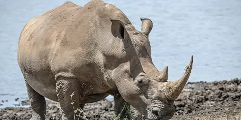 7 Days Tanzania Luxury Fly-in Drive-out Safari: Serengeti, Ngorongoro and Tarangire
