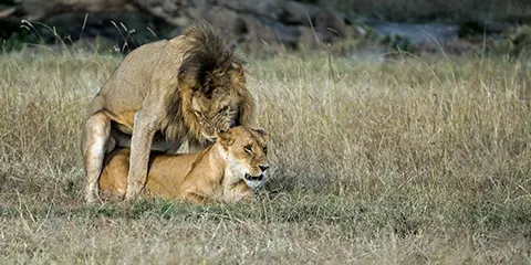 3 Days Tanzania Open-Vehicle Safari to Serengeti Safari