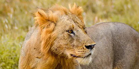 1 Day Tanzania Open-Vehicle Safari to Ngorongoro