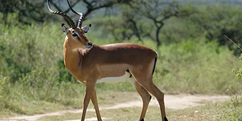 4 Days Serengeti Fly in Fly out Migration Safari