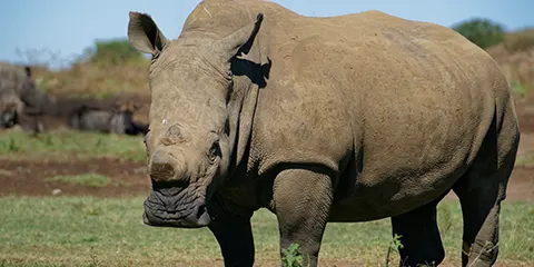 2 Days Tanzania Eco-Friendly Safari to Lake Manyara & Ngorongoro