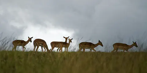 4 Days Tanzania Research Safari to Serengeti & Ngorongoro