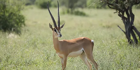 4 Days Tanzania Safari In March to Serengeti & Ngorongoro