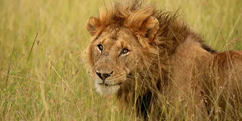 1 Day Tanzania Luxury Big Five Safari – Ngorongoro Crater