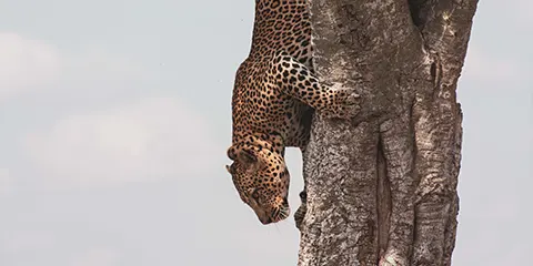 3 Days Tanzania Safari from Kenya to Serengeti Safari