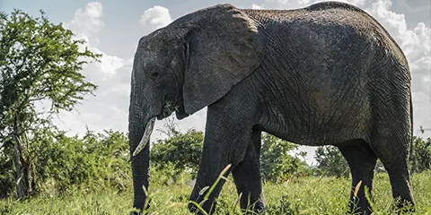 5 Days Private Midrange Tanzania Safari from Zanzibar