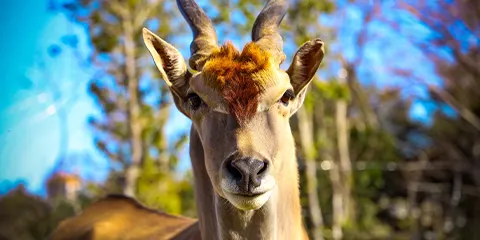 3 Days Luxury Serengeti Fly in Fly out Safari