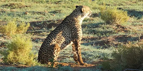 4 Days Tanzania Eco-Friendly Safari to Serengeti & Ngorongoro