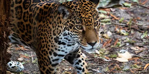3 Days Tanzania Safari from Kenya to Serengeti and Ngorongoro