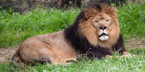 5 Days Tanzania Midrange Honeymoon Safari to Lake Manyara, Serengeti and Ngorongoro