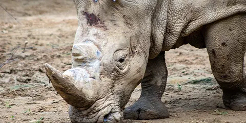 6 Days Luxury Tanzania Safari Tour Fly in Drive Out