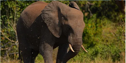 3 Days Tanzania Budget Safari to Serengeti Safari