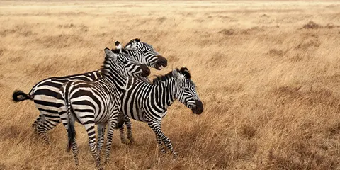 1 Day Tanzania Elders-Friendly Safari to Ngorongoro