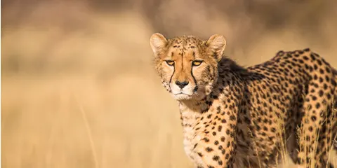 2 Days Tanzania Safari in January from Tarangire to Ngorongoro